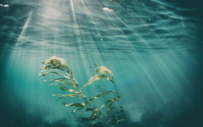 Nutrimento dal mare: estratti marini da alghe e microalghe
