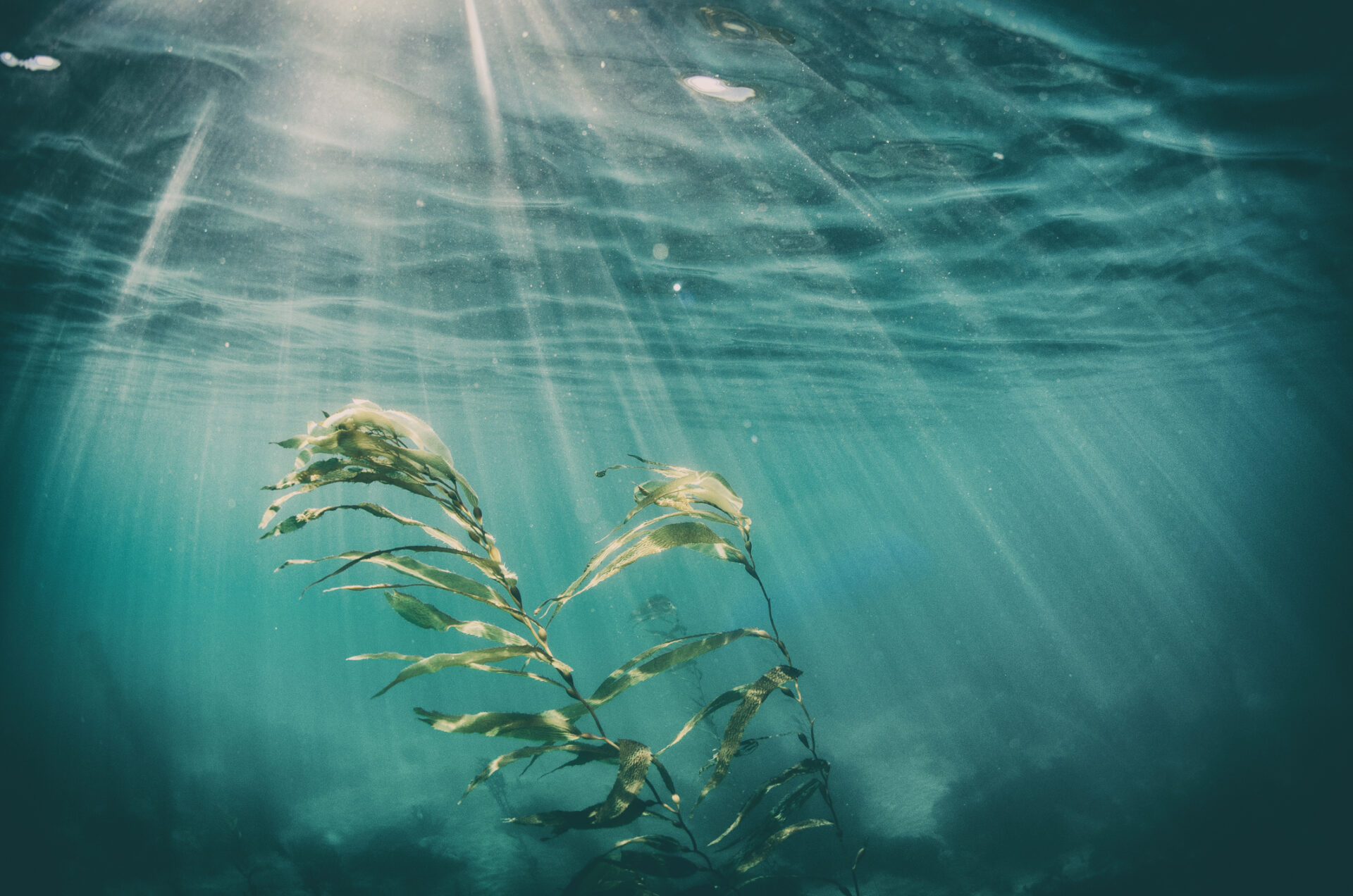 algae or seaweed underwater