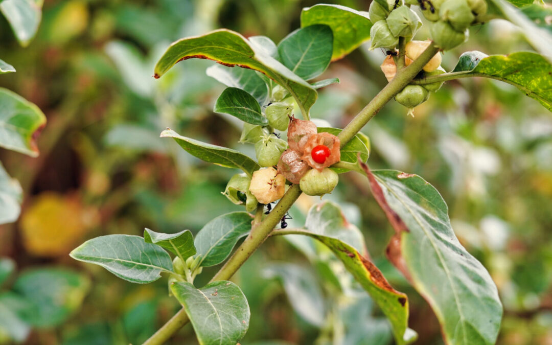 Ashwagandha: i benefici del “ginseng indiano”